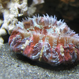 For Better Fish Water Quality Use Nature's Ocean&reg; Live Aquarium Sand